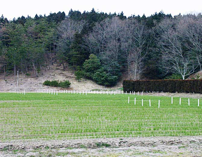 野菜圃場