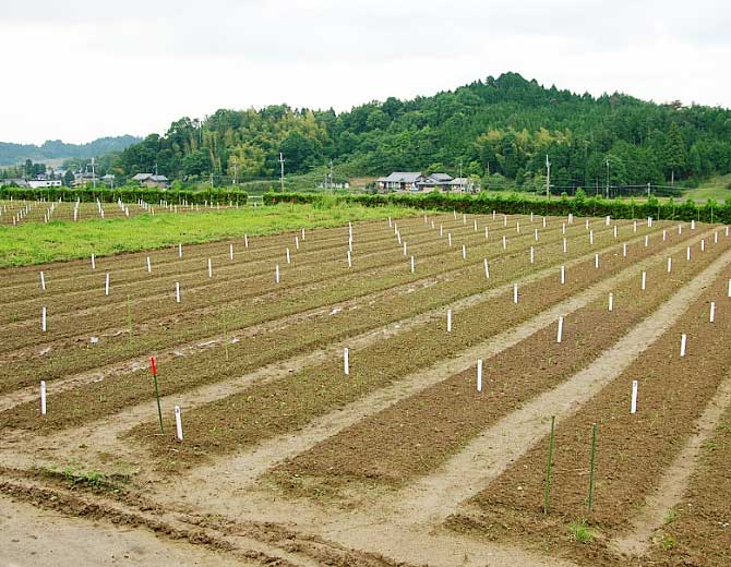 野菜圃場