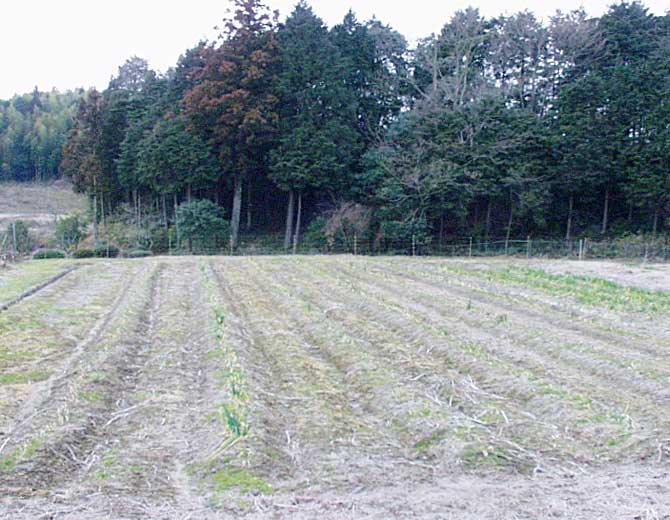 センチュウ汚染圃場