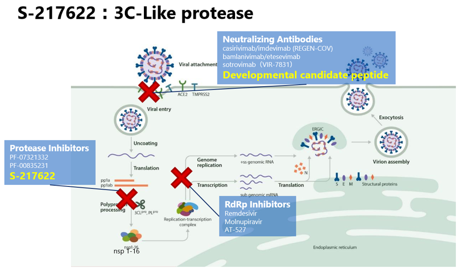 S-217622_3C-like_protease_image