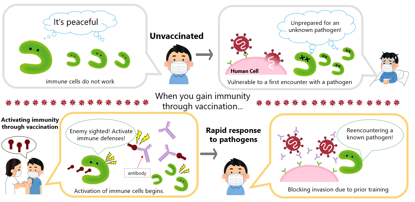 Diagram to help understand vaccines.