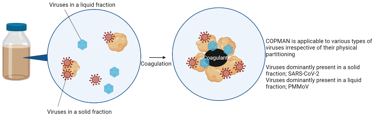 Figure 3: COPMAN method is suitable for virus detection in both solid and liquid fractions of wastewater