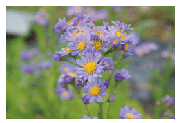 Tatarian aster (Endangered Class II)
