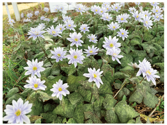 Anemone keiskeana (Endangered species on the Red List of Koka City)