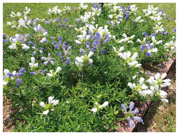 Dracocephalum argunense (Endangered Class II)