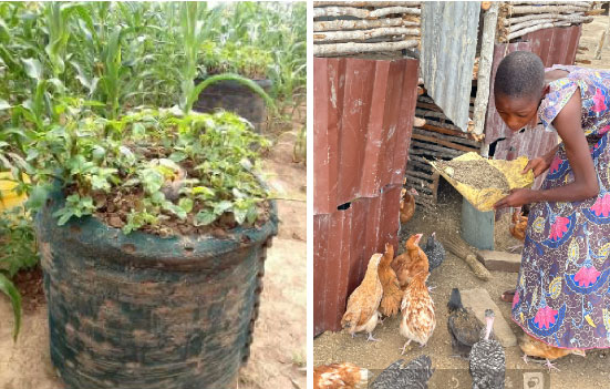 Left: Home gardening / Right: Poultry farming