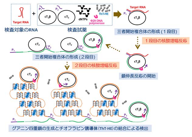 図１： SATIC法の基本原理