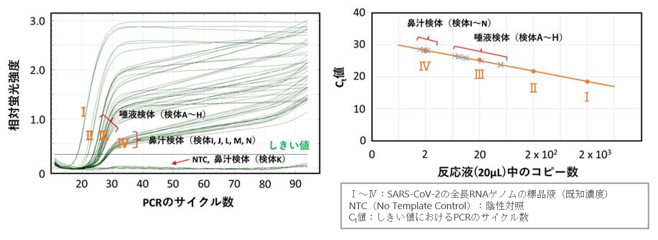 図3: PCR法による検査結果