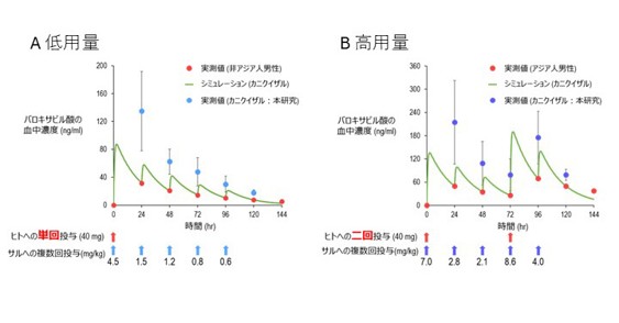 図1　ヒトでのバロキサビル酸の薬物曝露を再現するために設定したサルでの投与条件