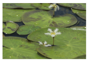 Nymphoides indica, a near-threatened species