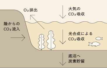 ブルーカーボン