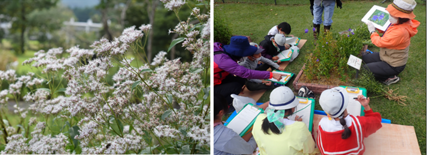 Pictures of activities through The Aburahi Botanical Garden