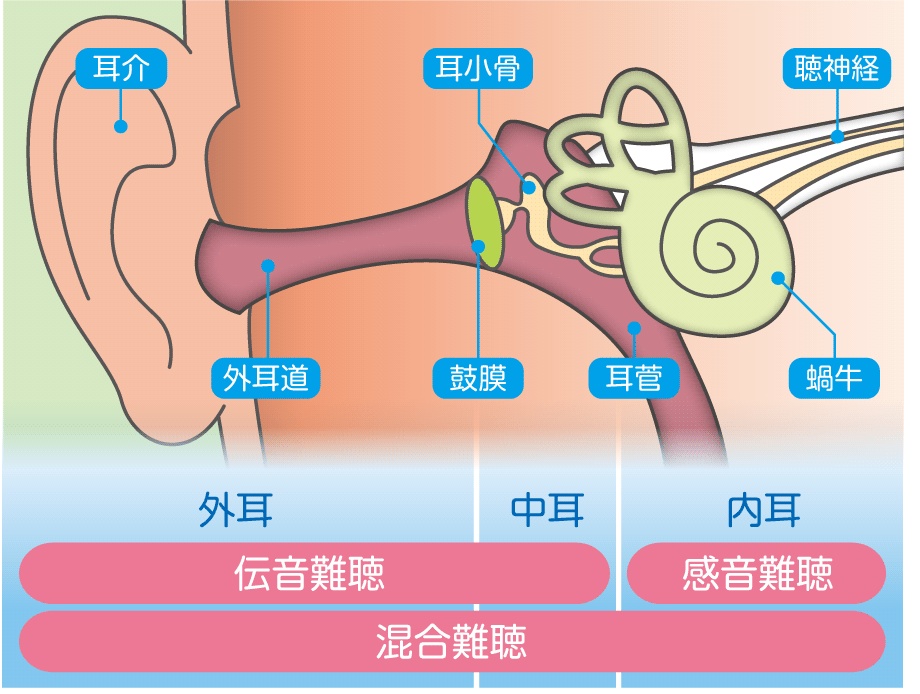 外耳、中耳、内耳の図